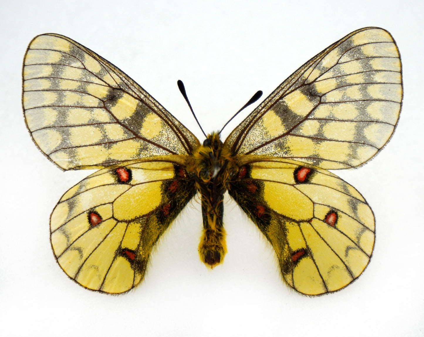 Parnassius eversmanni altaicus ♂ (Altaï)