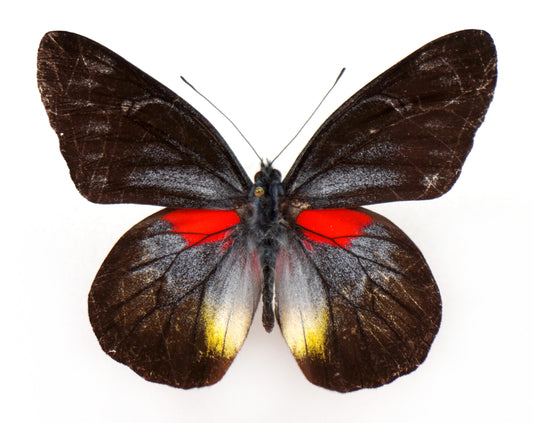 Delias ninus shoujii ♂ (Kalimantan)