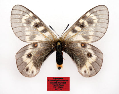 Parnassius staudingeri infernalis ♀ (Tadzhikistan) PARATYPE