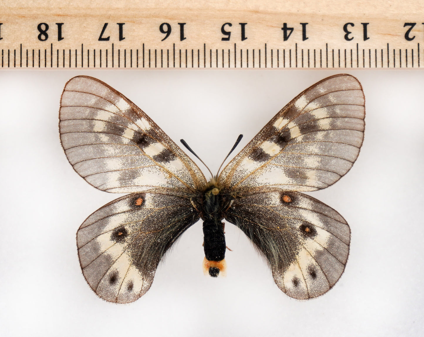 Parnassius staudingeri infernalis ♀ (Tadzhikistan) PARATYPE