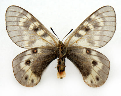 Parnassius staudingeri infernalis ♀ (Tadzhikistan) PARATYPE