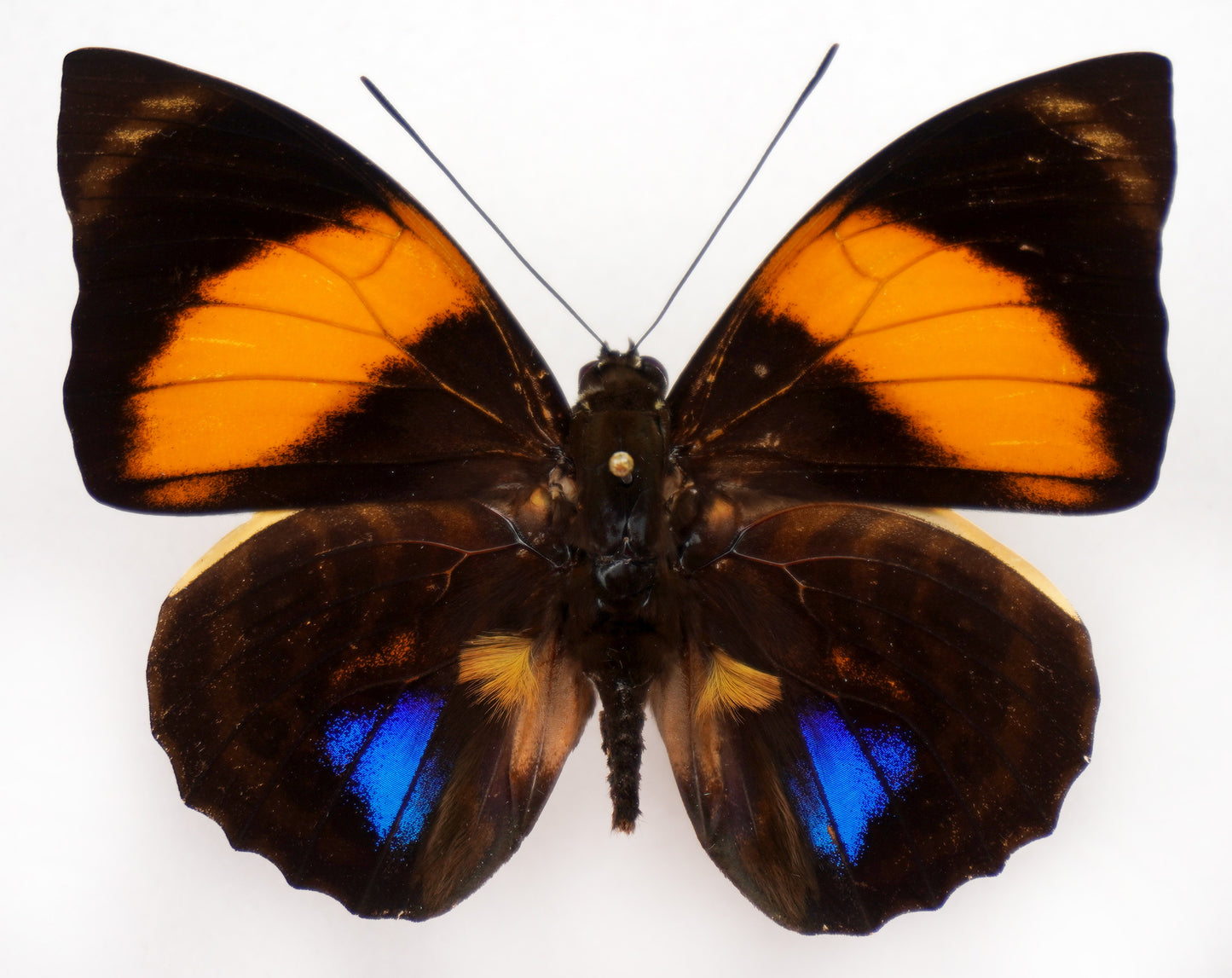 Agrias amydon athenais ♂ (W Ecuador)