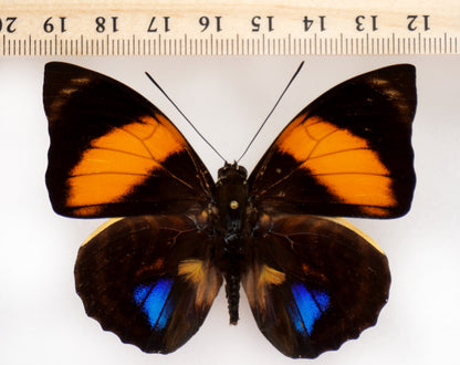 Agrias amydon athenais ♂ (W Ecuador)