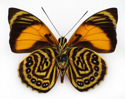 Agrias amydon athenais ♂ (W Ecuador)