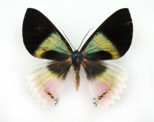 Alcides aurora (New Britain)