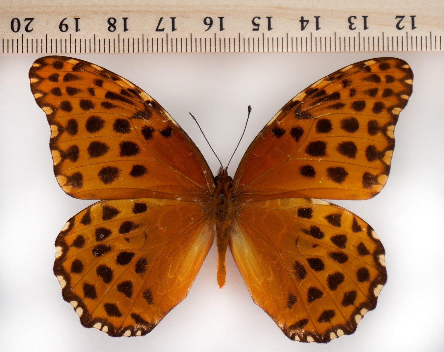 Anetia briarea (Dominican Republic)