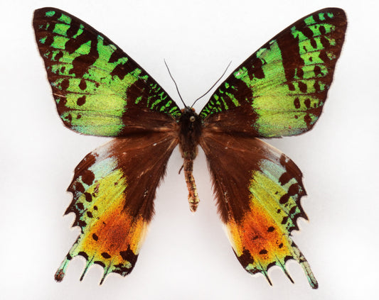 Urania ripheus (Madagascar) Aberration