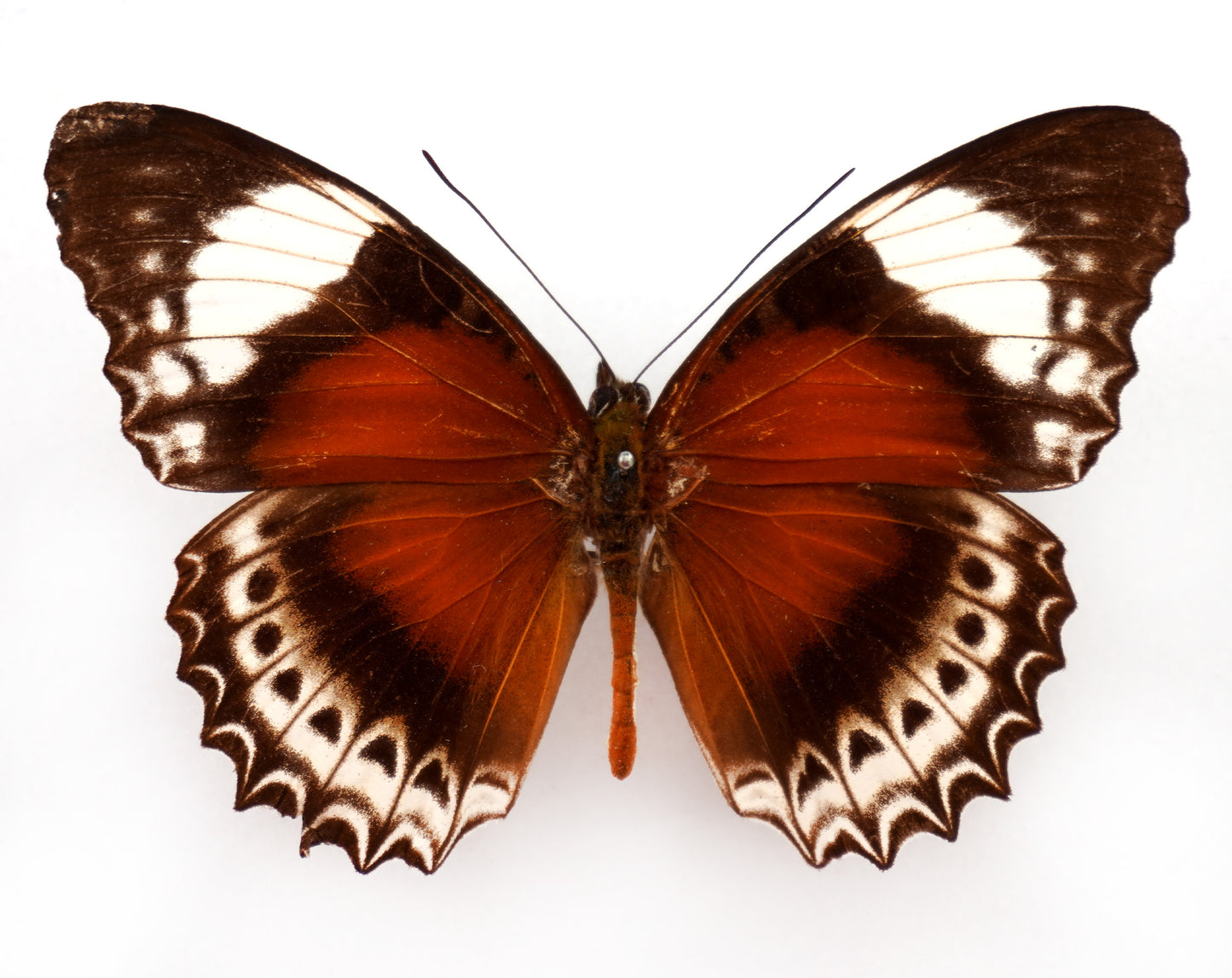 Cethosia cydippe cyrene ♂ (Waigeo)