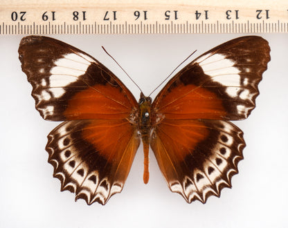 Cethosia cydippe cyrene ♂ (Waigeo)