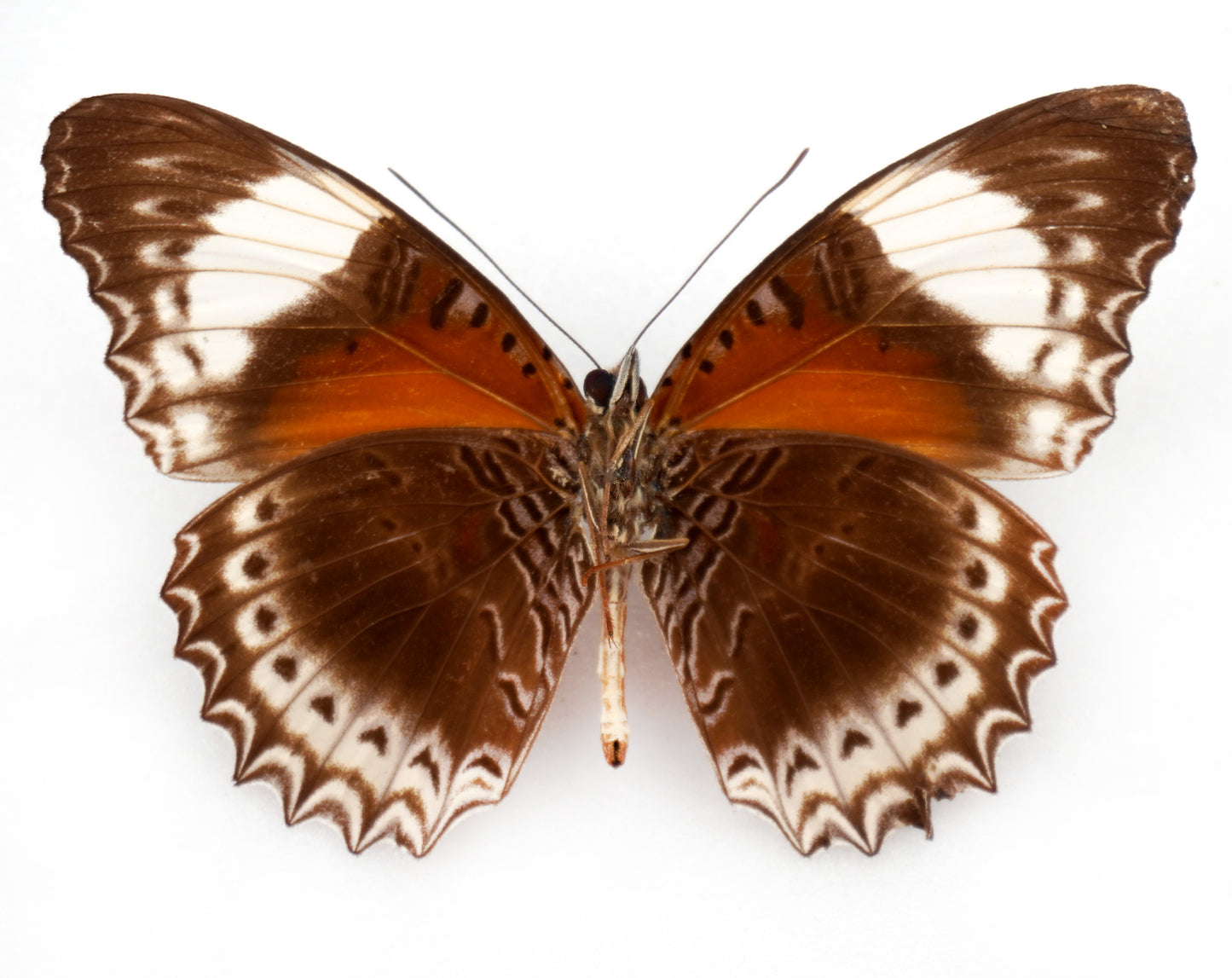 Cethosia cydippe cyrene ♂ (Waigeo)