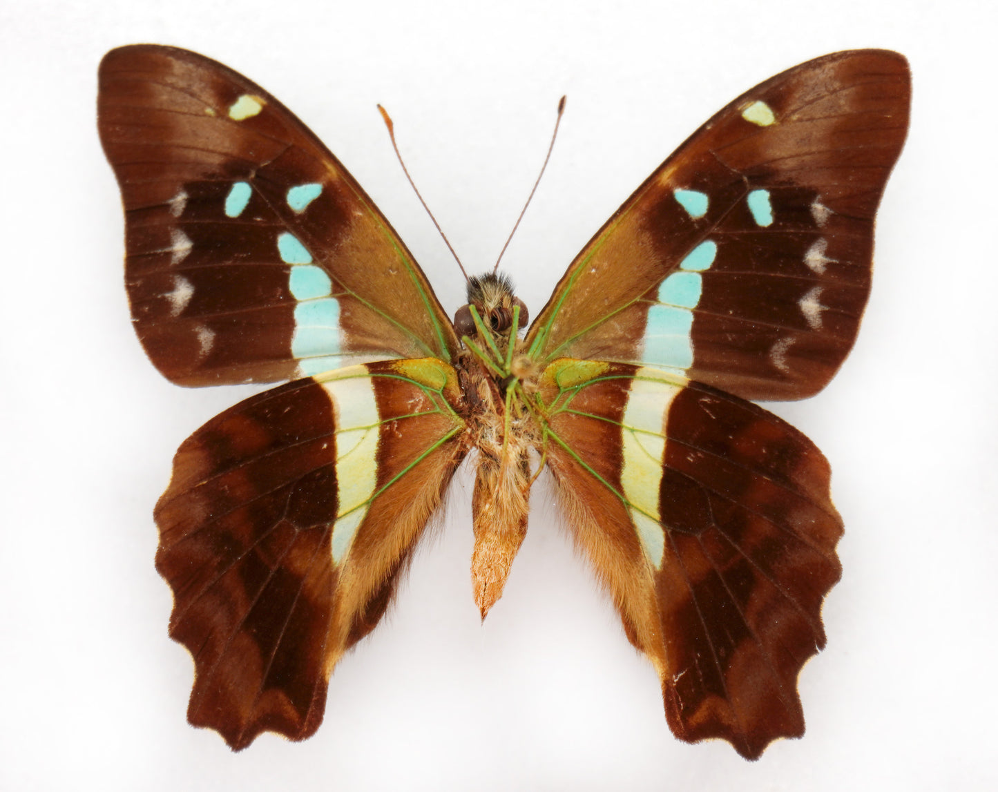 Graphium gelon ♂ (New Caledonia)