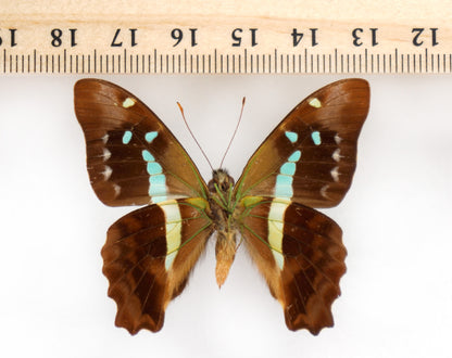 Graphium gelon ♂ (New Caledonia)