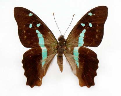 Graphium gelon ♂ (New Caledonia)