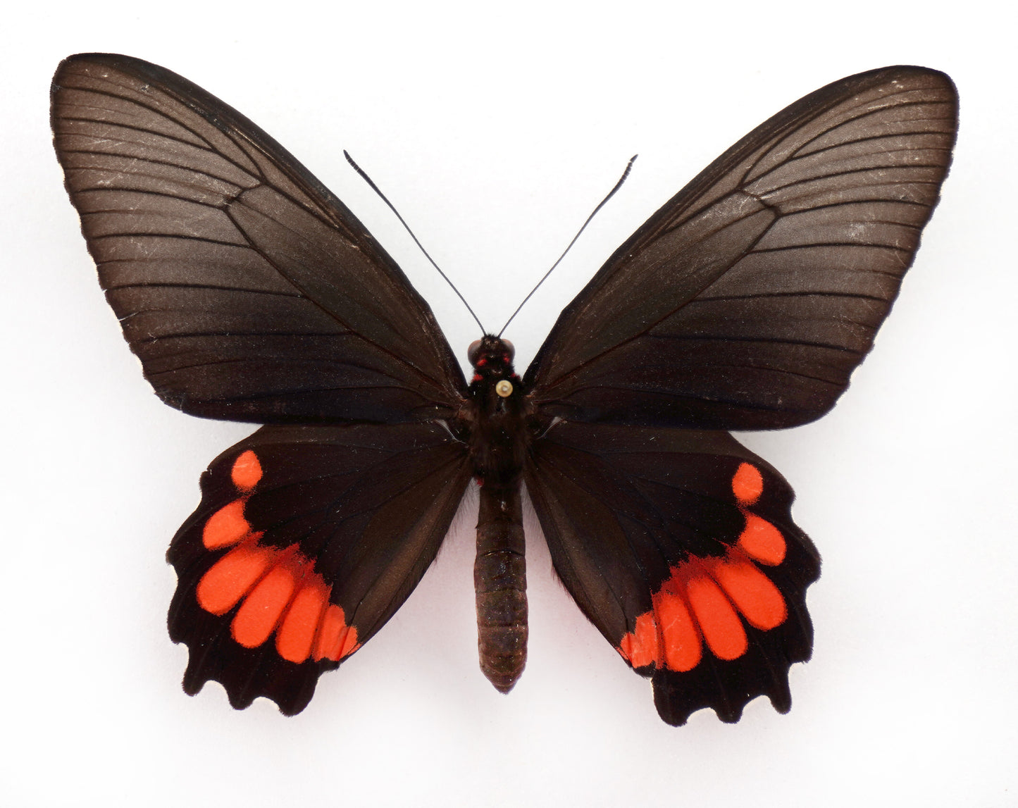 Parides orellana ♀ (Peru)