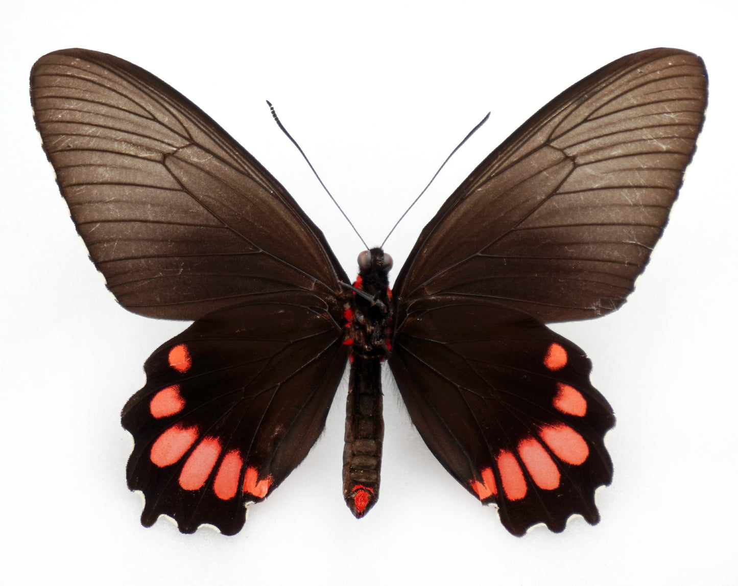 Parides orellana ♀ (Peru)