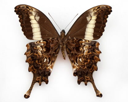 Papilio leucotaenia ♂ (Ouganda)