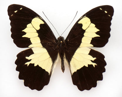 Papilio euchenor ♂ (PNG)