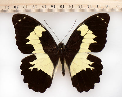 Papilio euchenor ♂ (PNG)