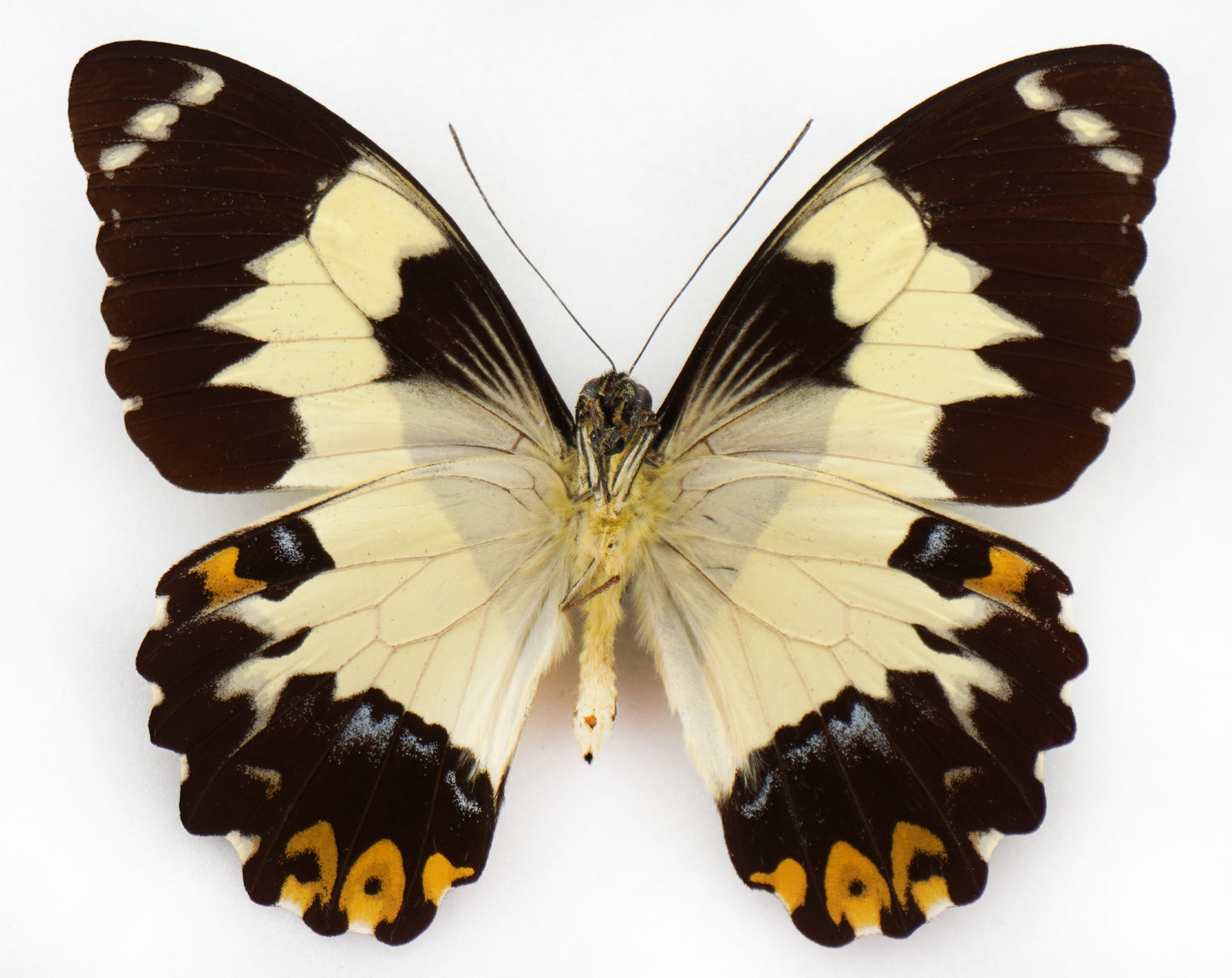 Papilio euchenor ♂ (PNG)