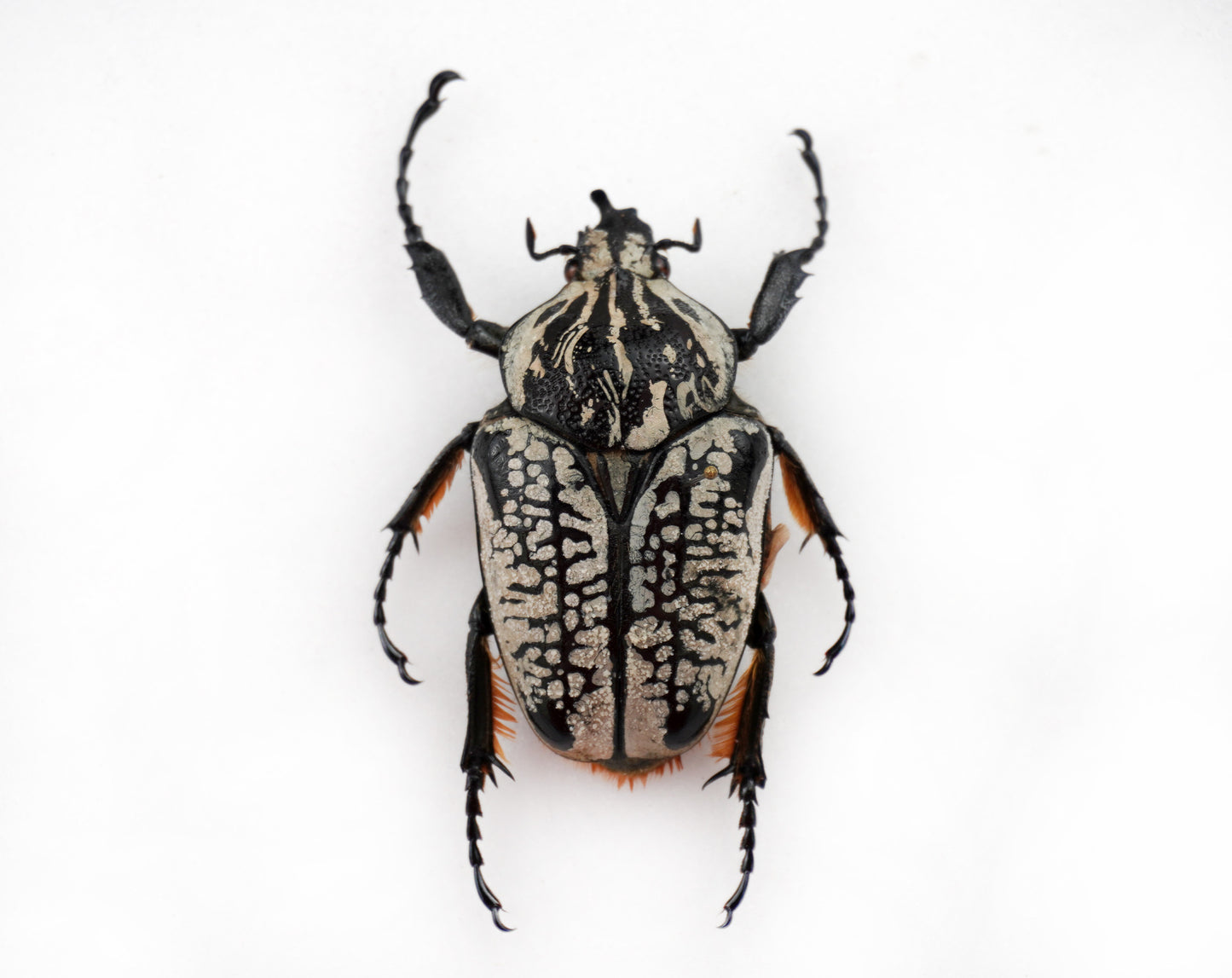 Goliathus orientalis meleagris GYNANDROMORPH (Congo)