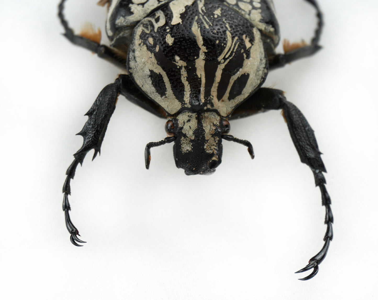 Goliathus orientalis meleagris GYNANDROMORPH (Congo)