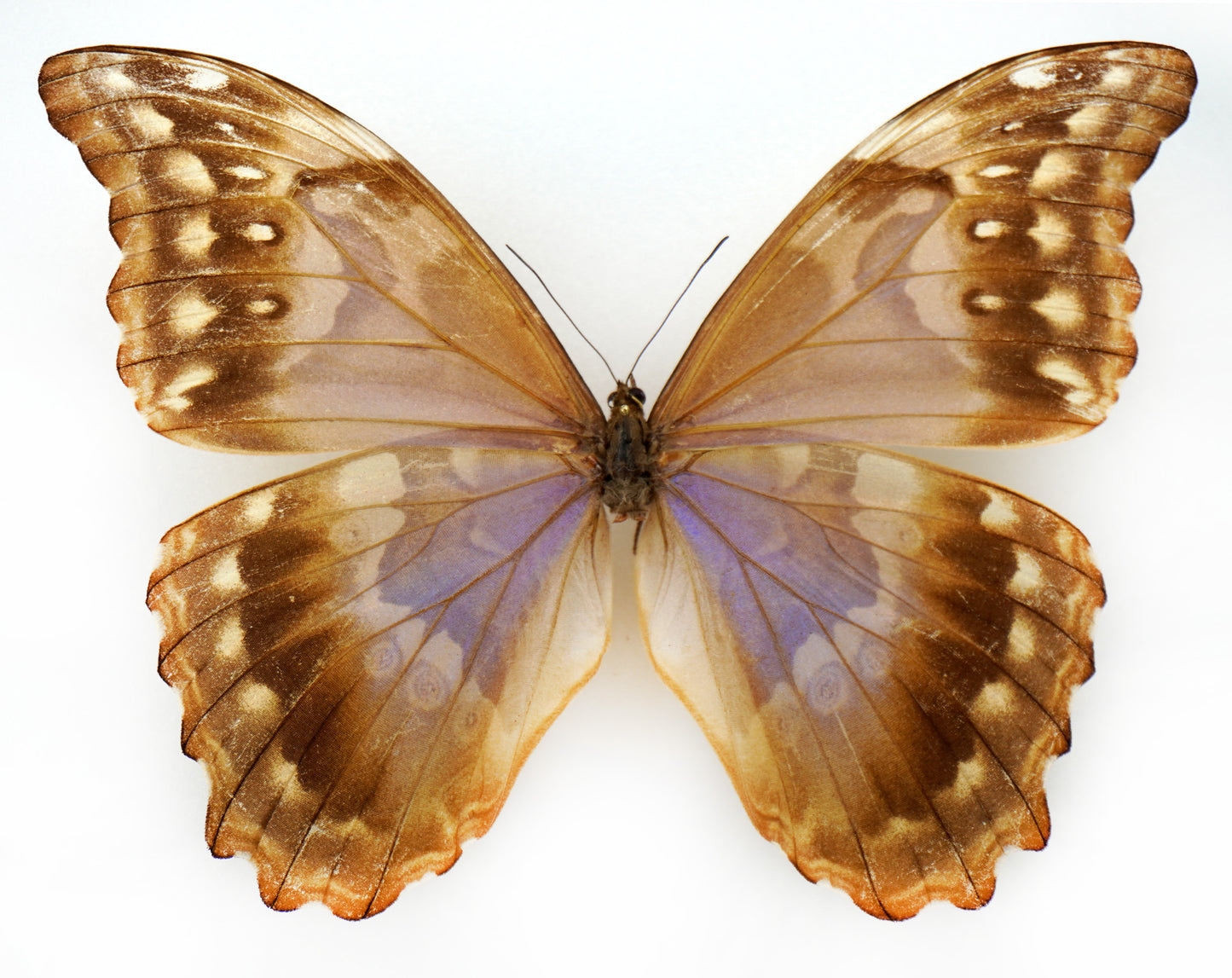 Morpho godarti ♀ (Bolivia)