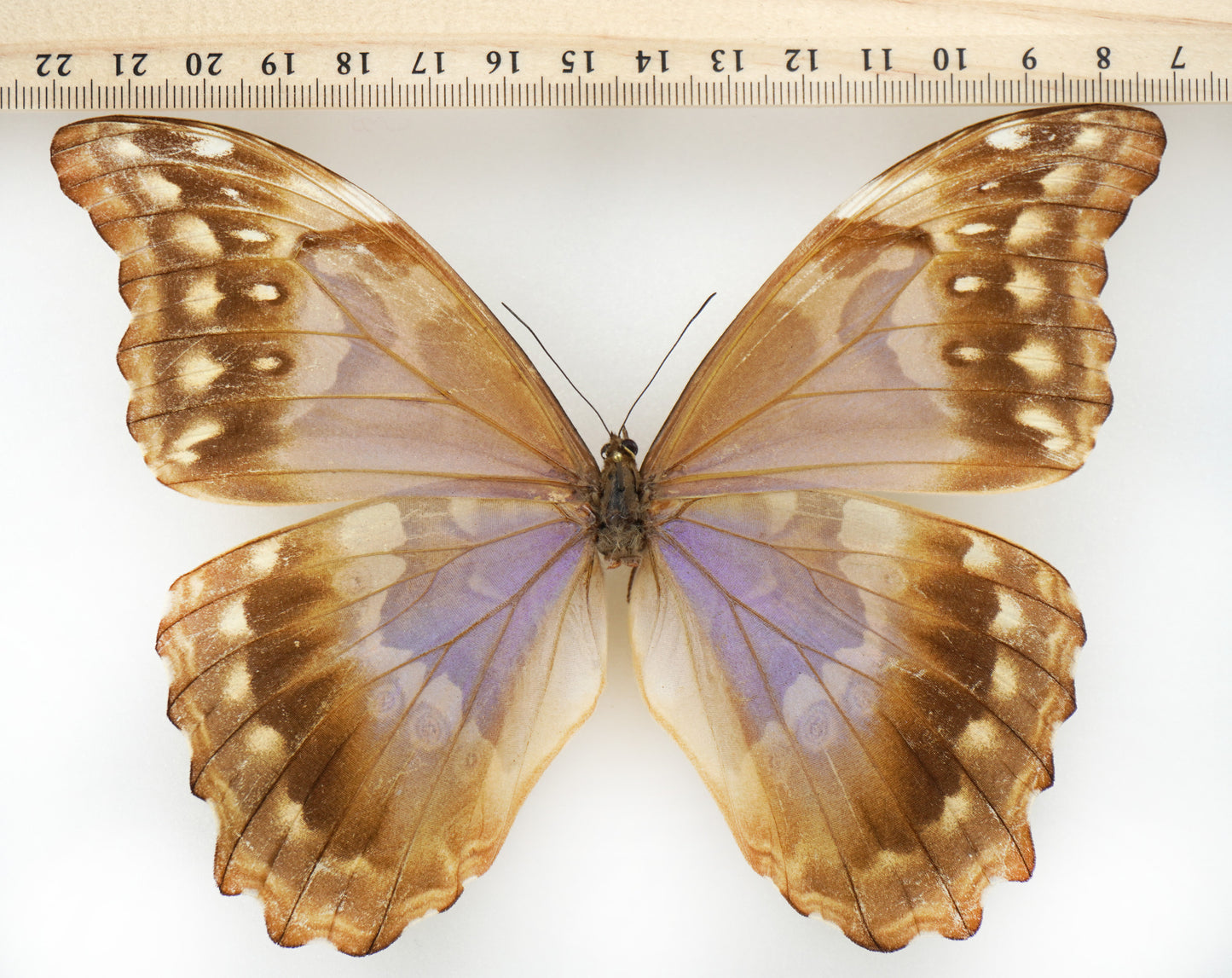 Morpho godarti ♀ (Bolivia)