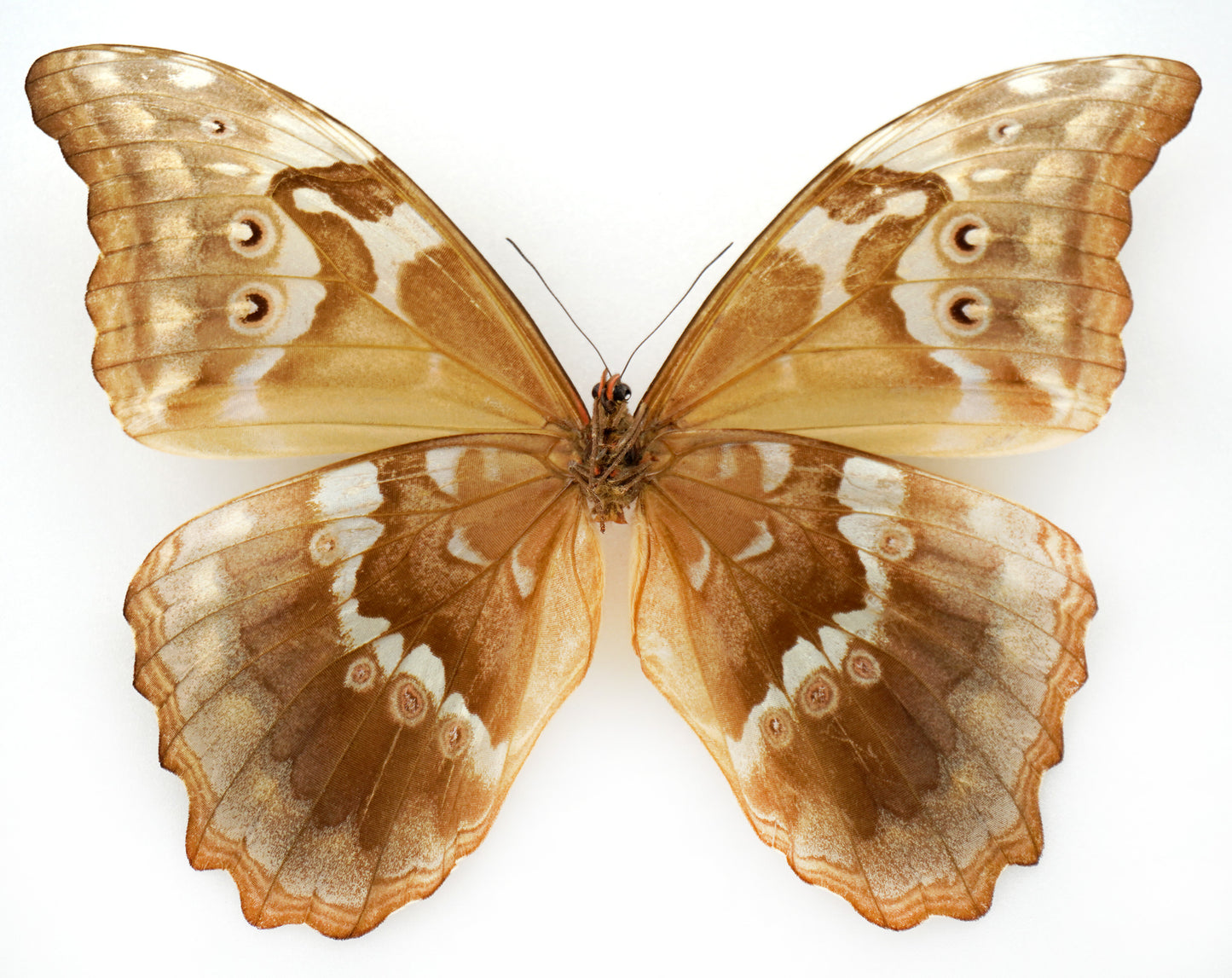 Morpho godarti ♀ (Bolivia)