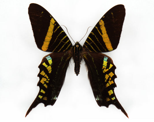 Urania leilus♀ (Kolumbien)