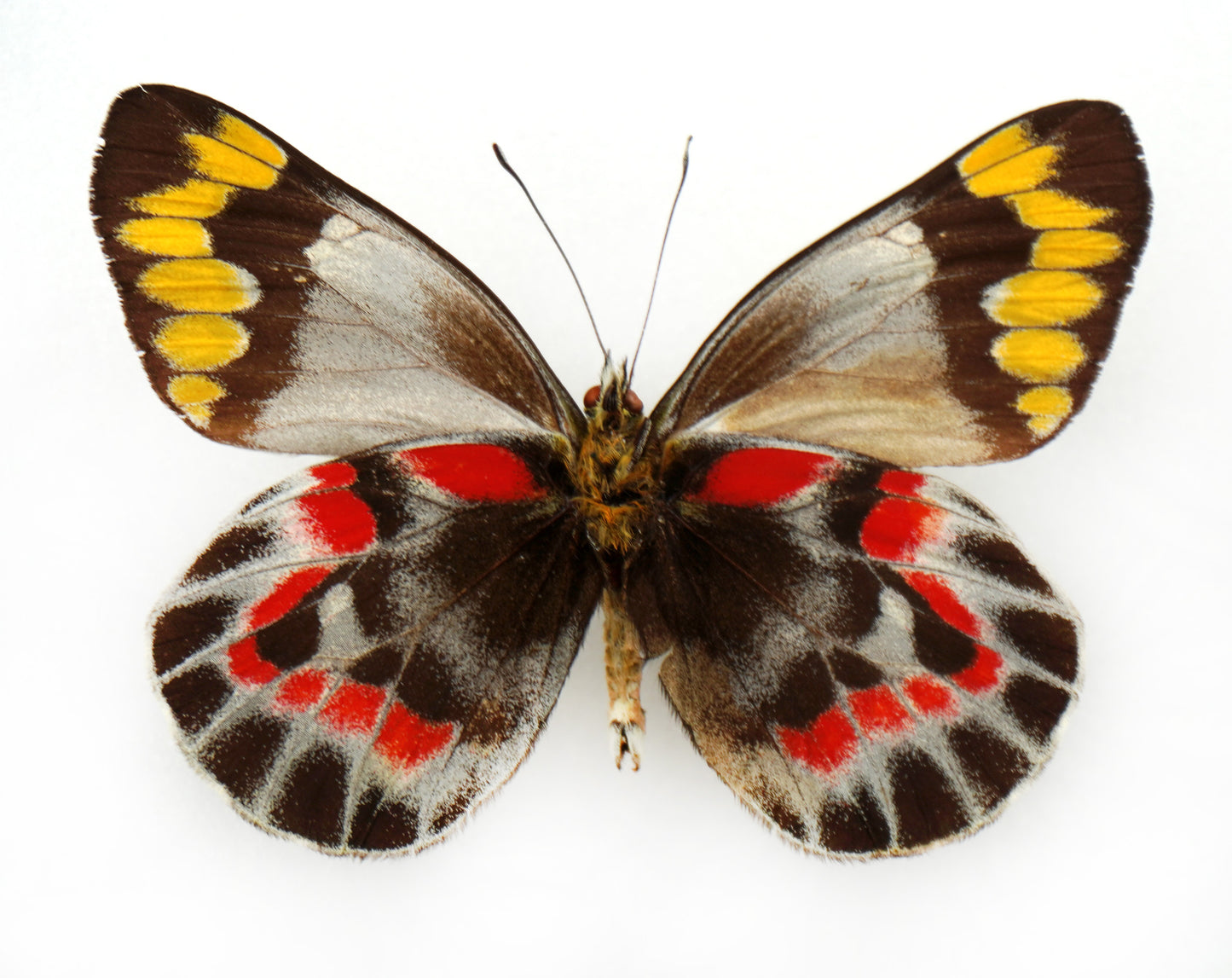 Delias harpalyce ♂ (Australia)