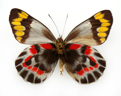 Delias harpalyce ♂ (Australia)