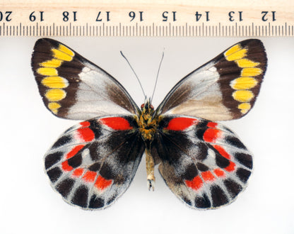 Delias harpalyce ♂ (Australia)