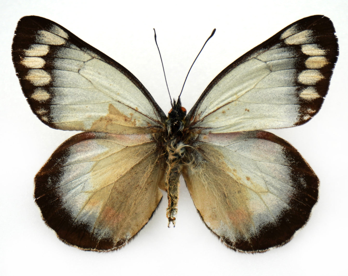 Delias harpalyce ♂ (Australia)