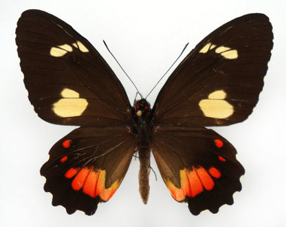 Parides childrenae childrenae ♀ (Costa Rica)