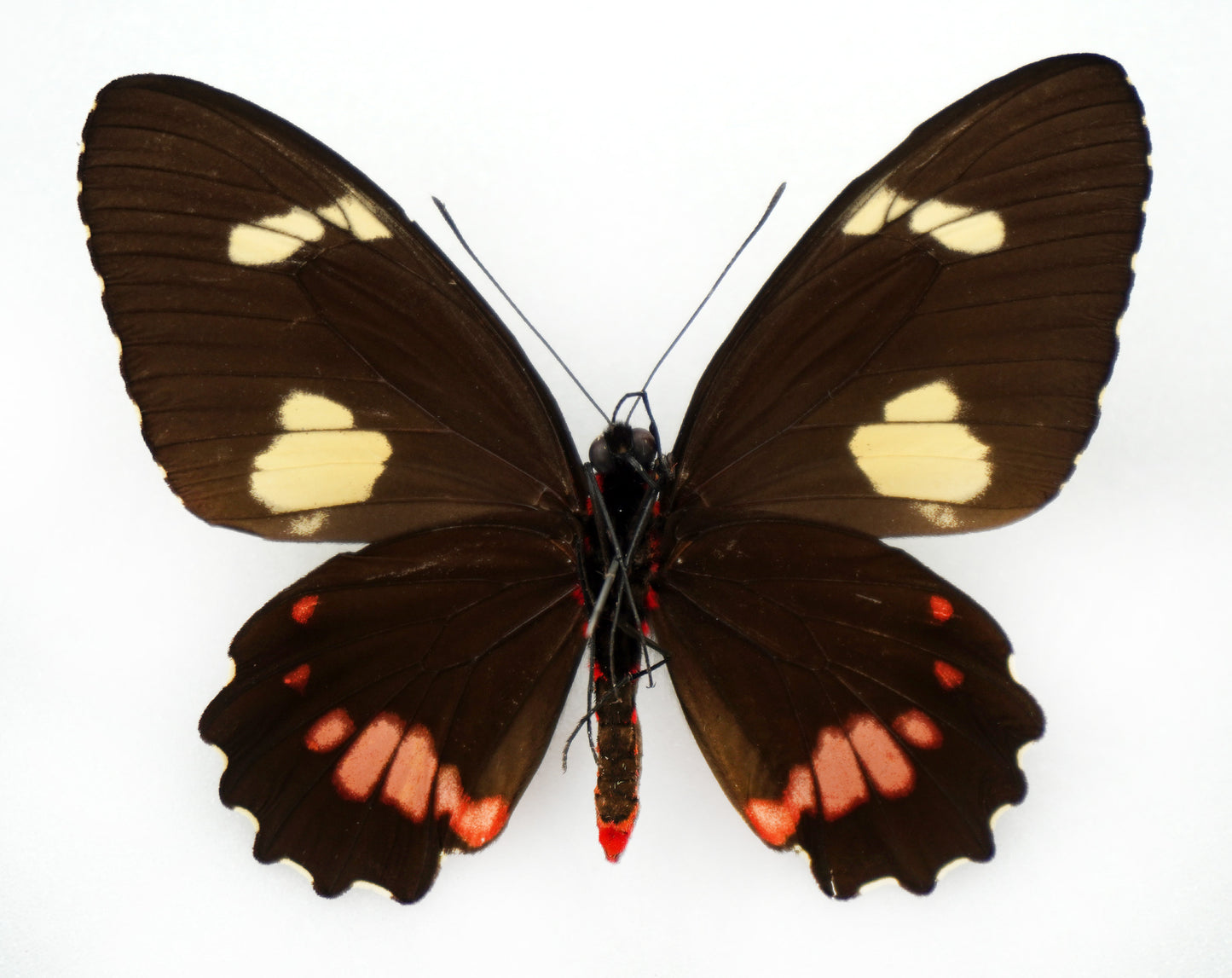 Parides childrenae childrenae ♀ (Costa Rica)