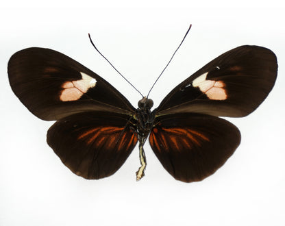 Heliconius erato Hybride (Ecuador)