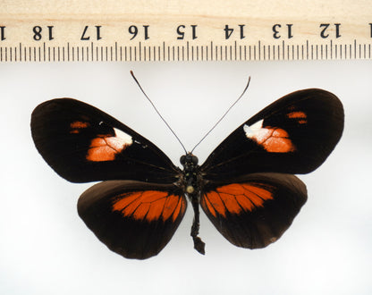 Heliconius erato Hybride (Ecuador)