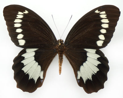 Papilio weymeri ♂ (Manus Island)