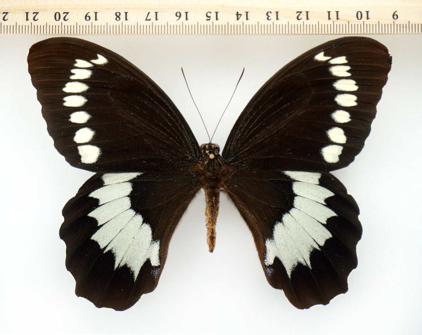 Papilio weymeri ♂ (Manus Island)