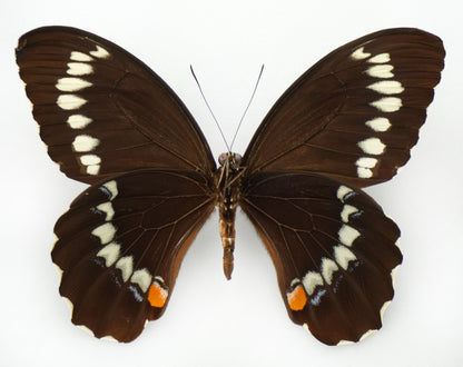 Papilio weymeri ♂ (Manus Island)