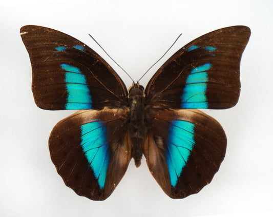 Prepona demophon muson ♂ (Peru)