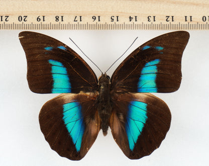 Prepona demophon muson ♂ (Peru)