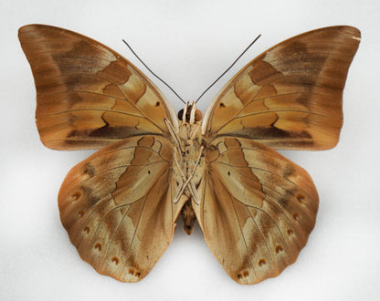 Prepona demophon muson ♂ (Peru)