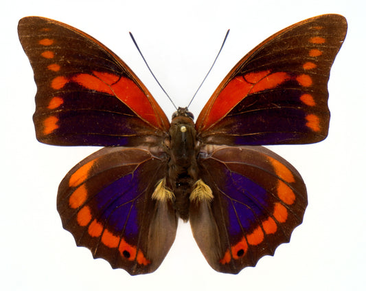 Prepona praeneste praenestina ♂ (N. Peru)