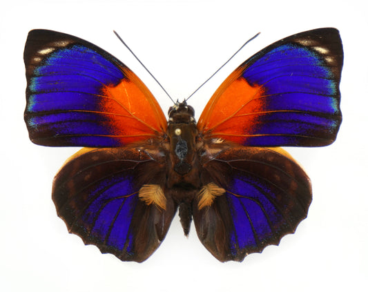 Agrias phalcidon forunierae ♂ f. rebillardi (Brazil)