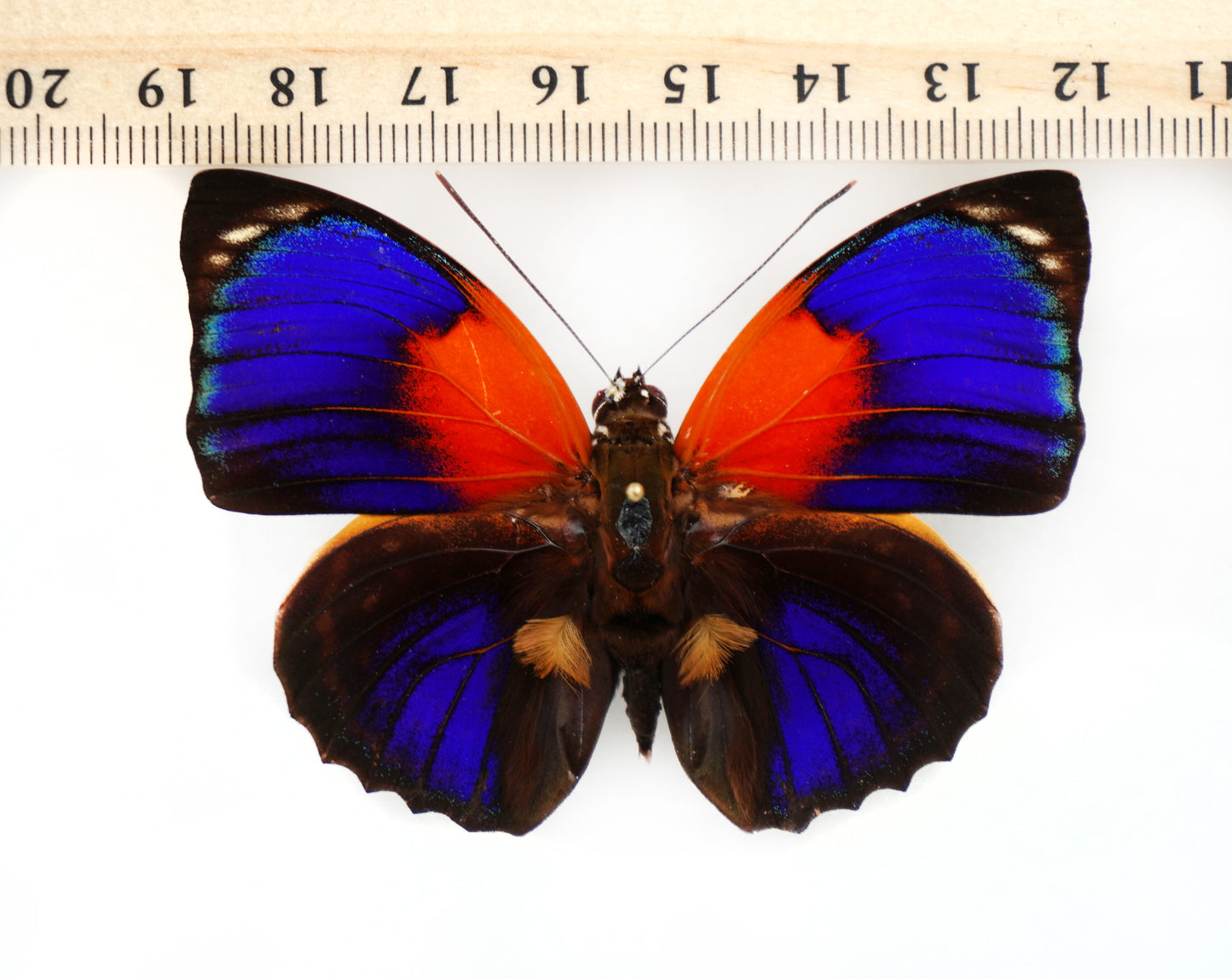 Agrias phalcidon forunierae ♂ f. rebillardi (Brazil)