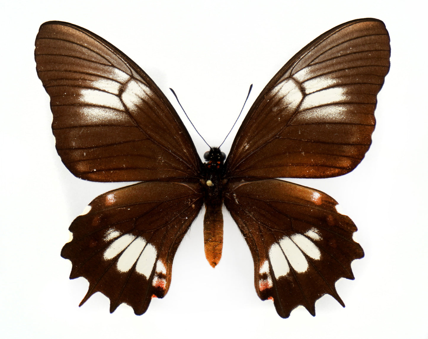 Papilio isidorus flavescens ♀ (Équateur) BLANC