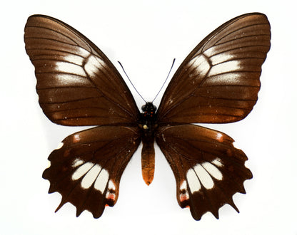 Papilio isidorus flavescens ♀ (Équateur) BLANC