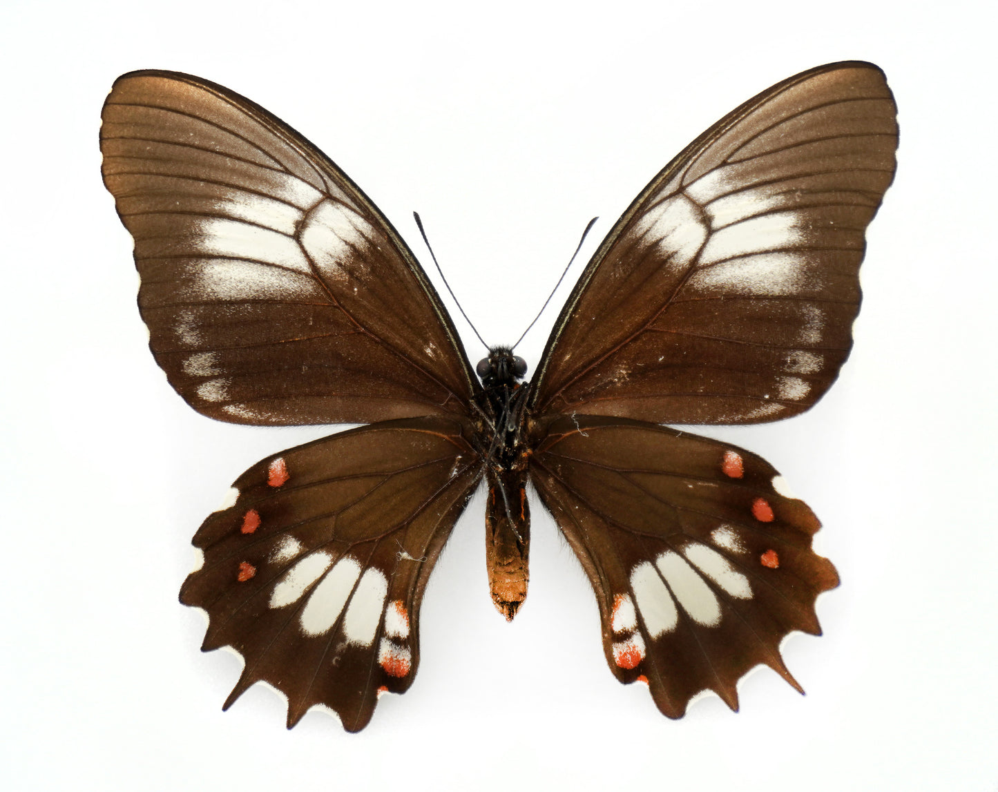 Papilio isidorus flavescens ♀ (Équateur) BLANC