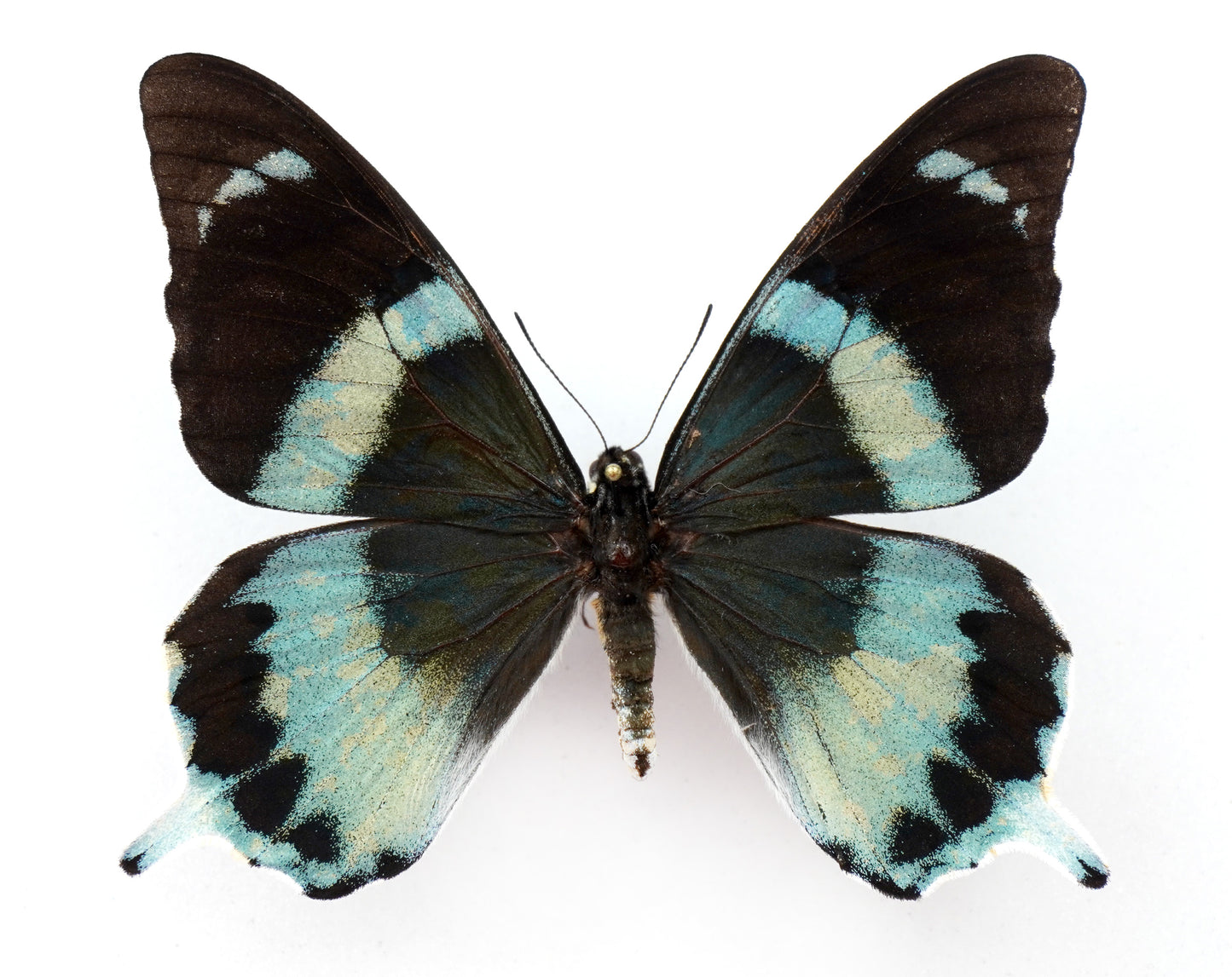 Papilio laglaizei ♂ (PNG)